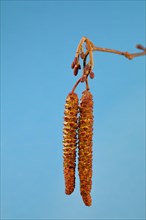 Male and female flowers of black alder