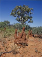 Termitenbauten Nordaustralien
