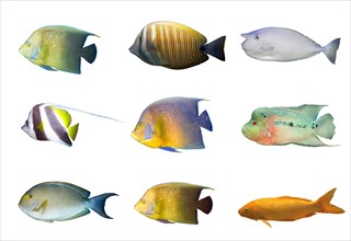 Selection of multicolored tropical fished isolated isolated on white
