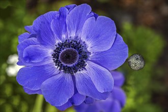 Flower of a blue anemone