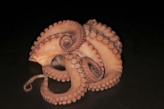 Cooked mexican four-eyed octopus