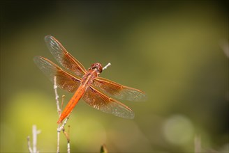 Orange dragonfly resting on small branch