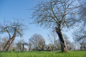 Orchard meadow as nature conservation area