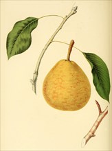 Birne der Sorte the Belle Lucrative Pear