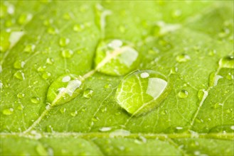 Green leaf with three big water droplets macro