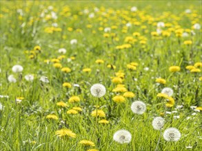 Meadow with dandelion