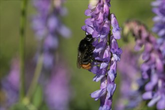 Red-tailed bumblebee
