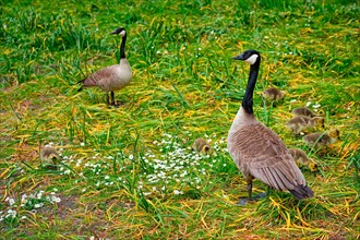 Canada goose and goslings on grass