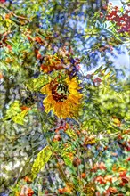 Flowers creative
