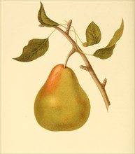 Birne der Sorte Andrews Pear