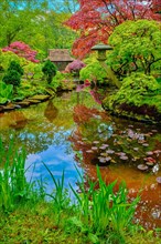 Little Japanese garden after rain