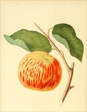 Apfel der Sorte the Gravenstein Apple