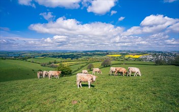 Bulls on Devon Fields and Meadows from a drone