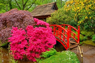 Small bridge in Japanese garden