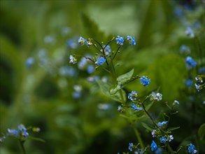 Wood forget-me-not