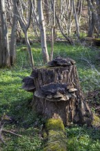 Tree stump with tinder fungus