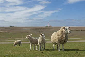 Ewe and lambs on dyke in front of Westerhever lighthouse