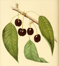 Kirsche der Sorte Black Eagle Cherry
