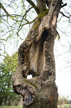 Orchard meadow as nature conservation area