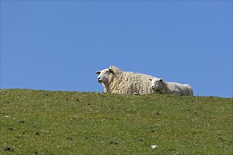 Ewe and lamb on dyke