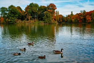 Ducks in a lake in Munich English garden Englischer garten park