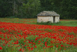 Meadow with poppies and old house at the edge of the forest