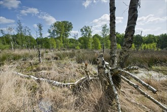 Moorland with birch trees