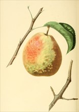 Birne der Sorte the Flemish Beauty Pear