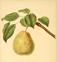Birne der Sorte Hull Pear
