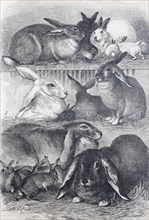 Rabbits and hares