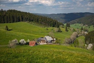 Black Forest farm in spring