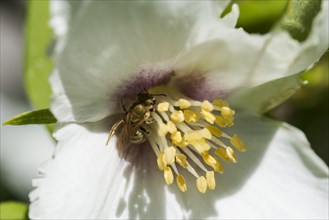Golden shining furrow bee