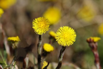 Coltsfoot