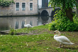 White swans on a canal bank near Begijnhof Beguinage in Bruges town