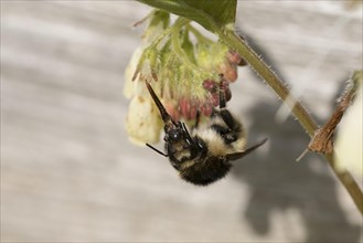 Brown-banded carder bee