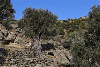 Gnarled olive trees