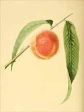 Pfirsich der Sorte the Early York Peach