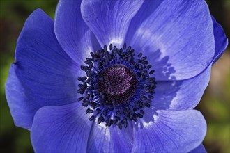 Flower of a blue anemone