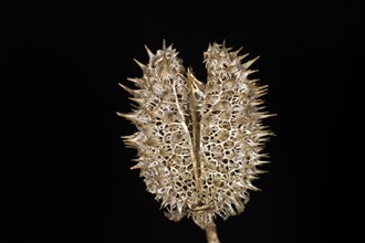 Dried cover of a jimson weed