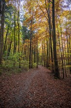 Path through autumnal forest