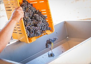Vintner dumps A crate of freshly picked red grapes into processing machine