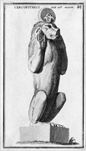 Eine Marmorstatue eines Affen aus dem Museum des Kapitol