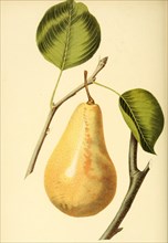 Birne der Sorte LeCure Pear