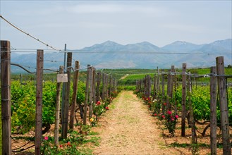 Wineyard with grape rows with roses serving as plant health indicators. Crete island