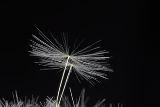 Seed umbrella of a common dandelion