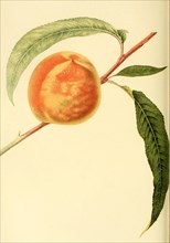 Pfirsich der Sorte The Early Crawford Peach