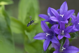 Bellflower narrow-bees