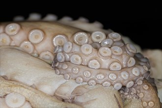 Suction cups on tentacles of a freshly caught mexican four-eyed octopus