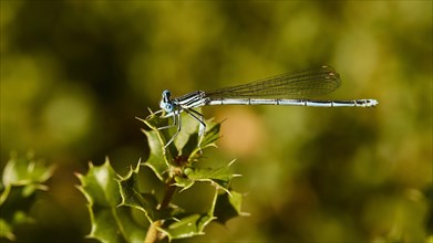 Macro photo