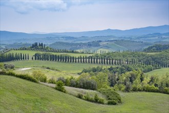 Hilly landscape with cypresses